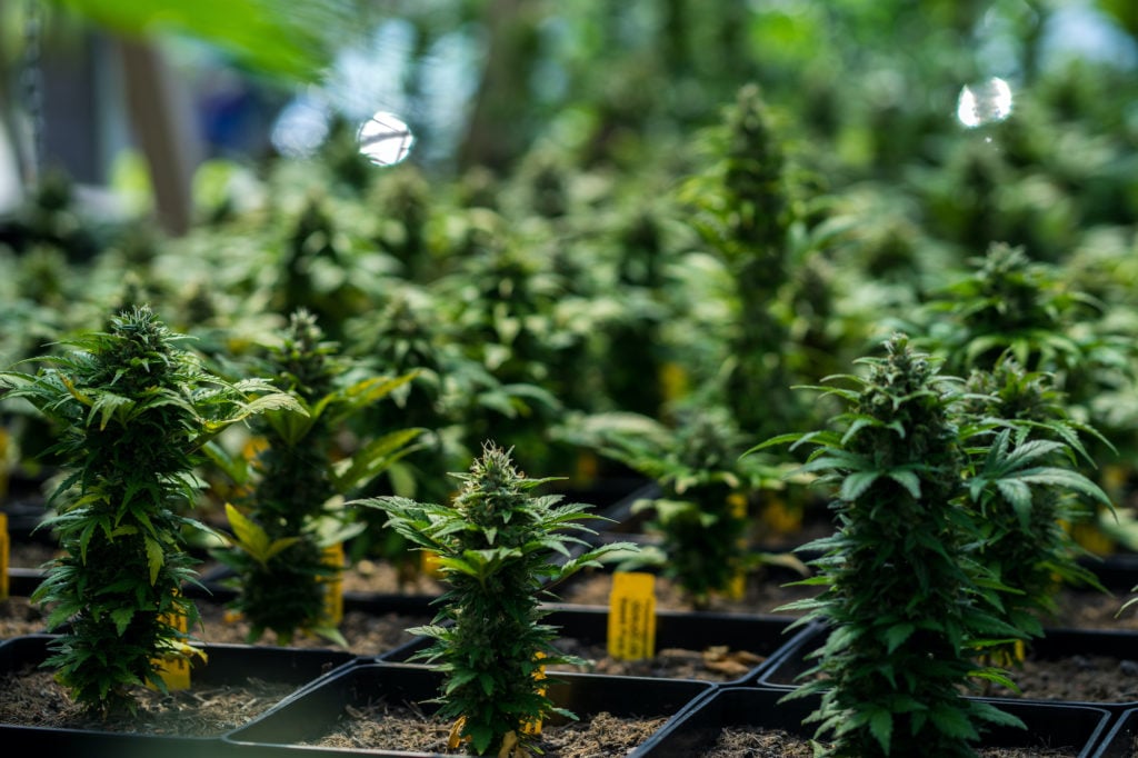 cultivation cannabis revolution